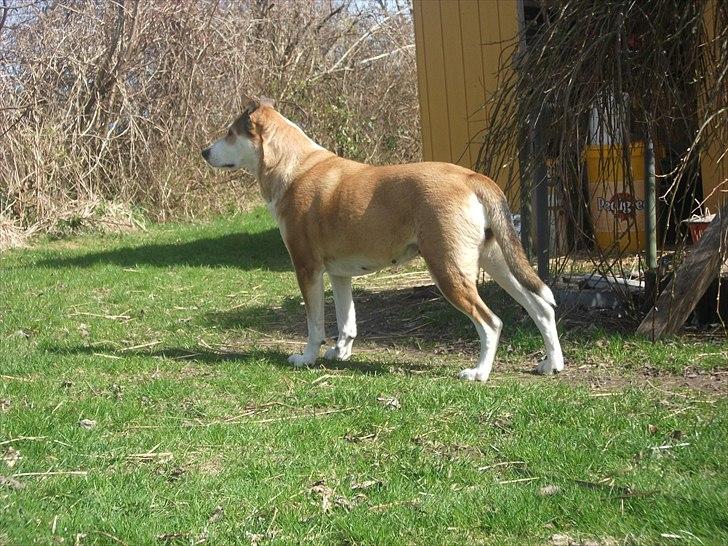 Blanding af racer Ronja billede 6