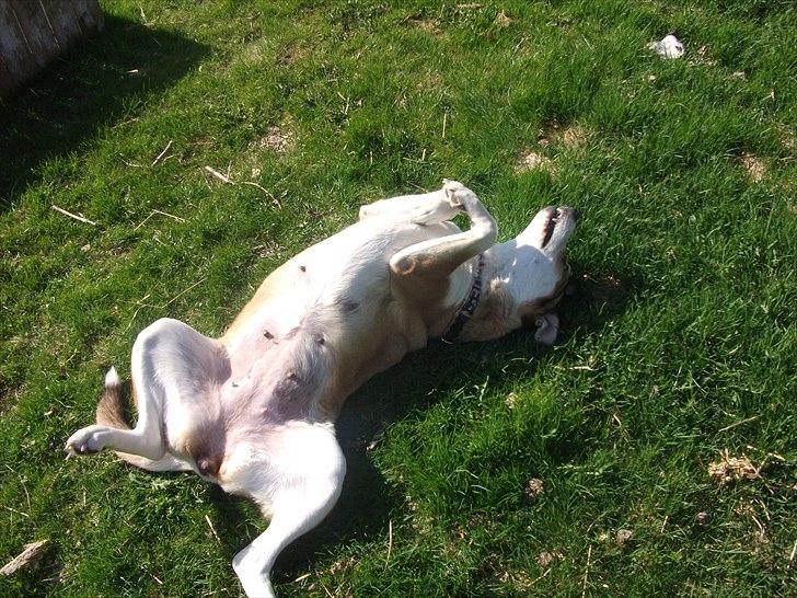 Blanding af racer Ronja billede 7