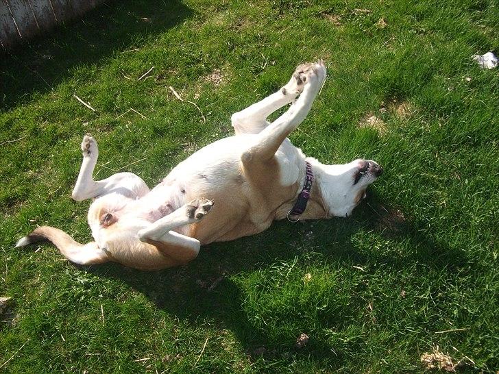 Blanding af racer Ronja billede 8