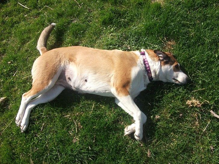 Blanding af racer Ronja billede 9