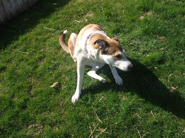 Blanding af racer Ronja billede 10