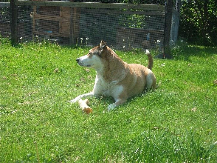 Blanding af racer Ronja billede 11