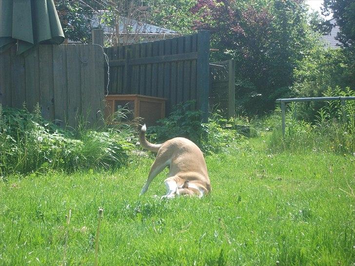 Blanding af racer Ronja billede 12