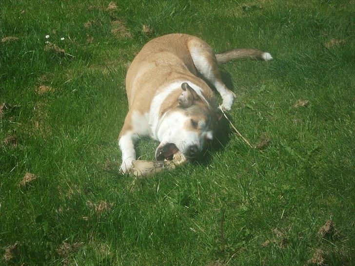 Blanding af racer Ronja billede 13