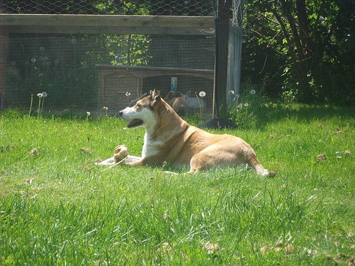 Blanding af racer Ronja billede 14