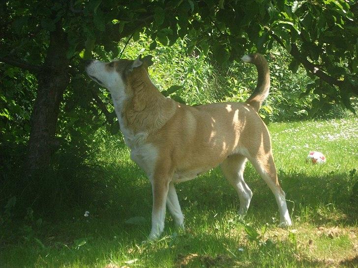 Blanding af racer Ronja billede 15