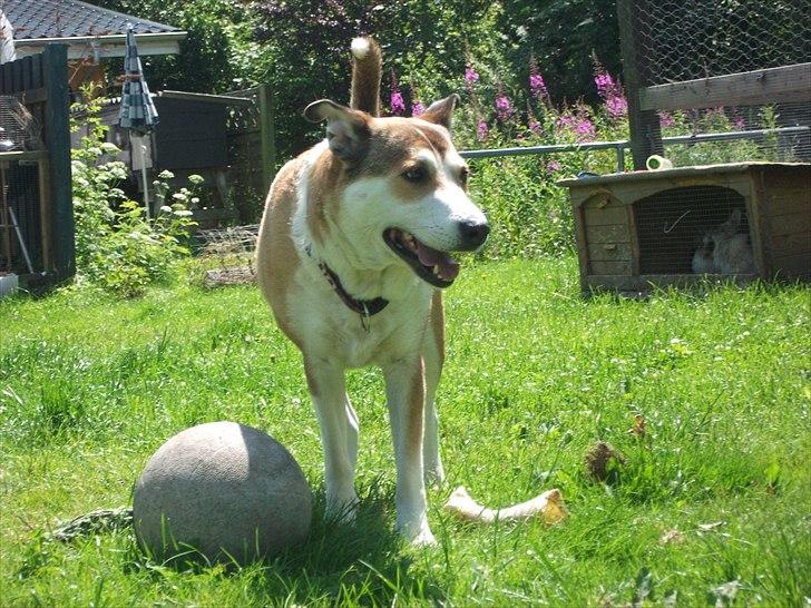 Blanding af racer Ronja billede 16