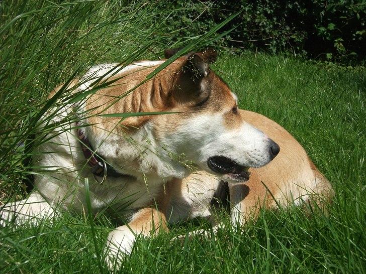 Blanding af racer Ronja billede 17