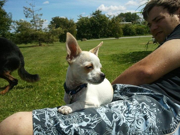 Chihuahua Tequilas valentino billede 13