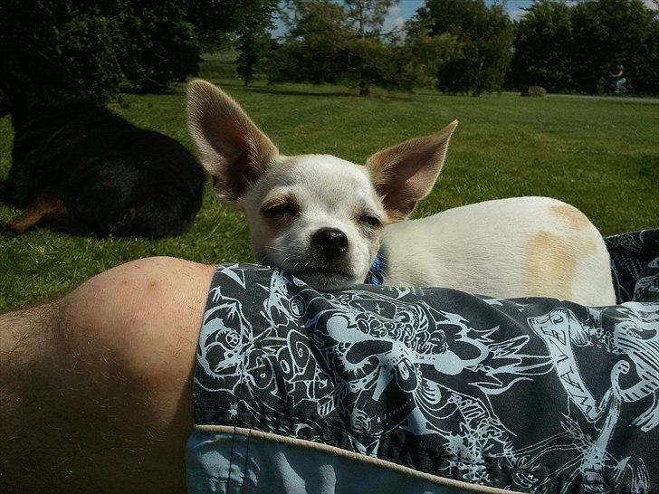 Chihuahua Tequilas valentino billede 10