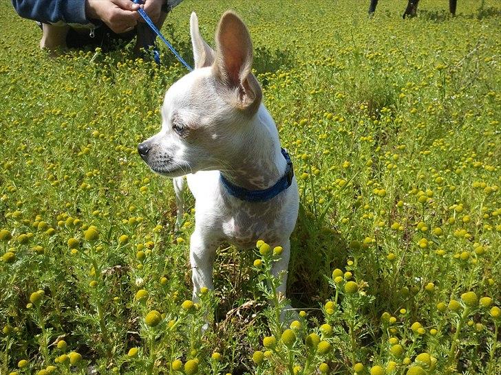 Chihuahua Tequilas valentino billede 1