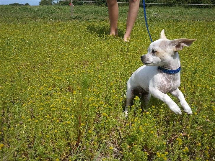 Chihuahua Tequilas valentino billede 4