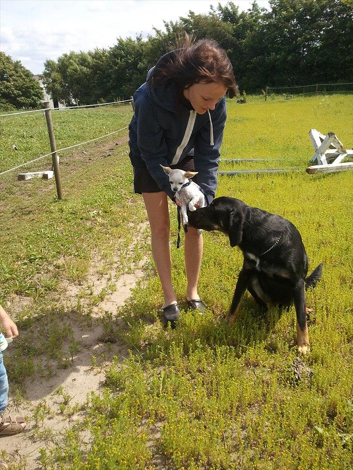 Chihuahua Tequilas valentino billede 16