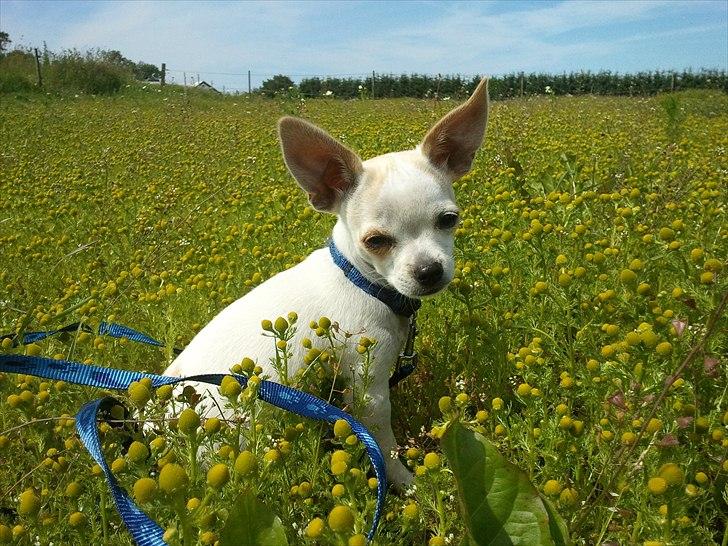 Chihuahua Tequilas valentino billede 7