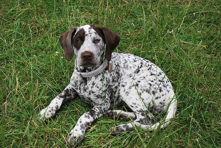 Blanding af racer Sonja  billede 16