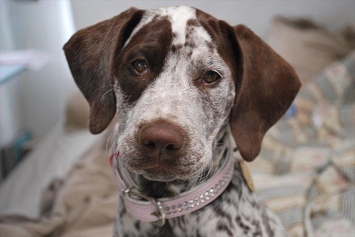 Blanding af racer Sonja  billede 17