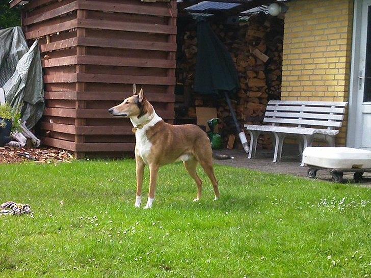 Collie korthåret Tuborg<3 billede 12