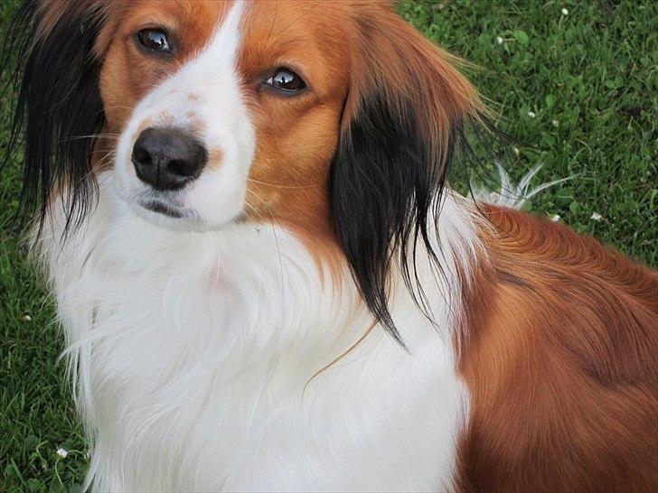 Kooikerhondje | Hector, Dansk Champion. billede 12