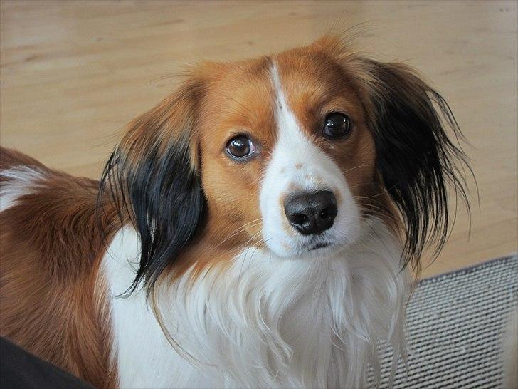 Kooikerhondje | Hector, Dansk Champion. billede 13