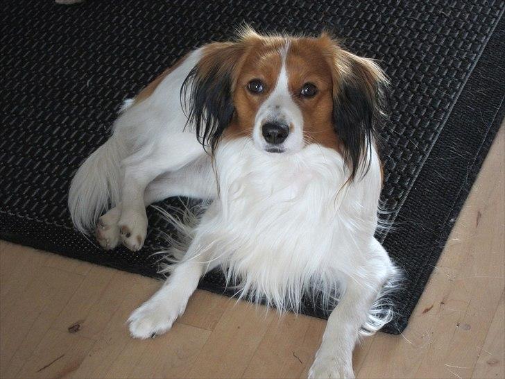 Kooikerhondje | Hector, Dansk Champion. billede 14