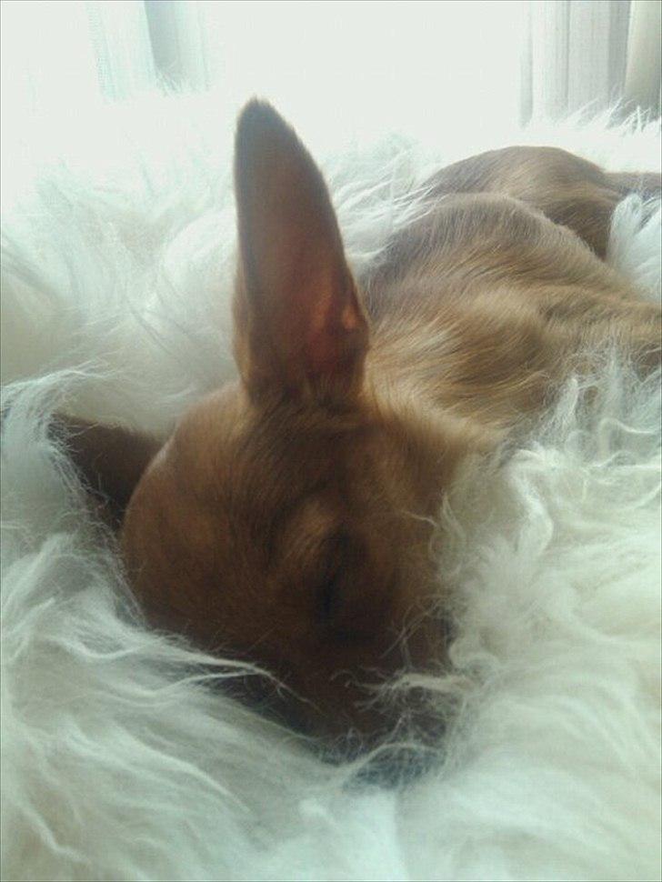 Dvaergpinscher /papillon - Cassiopeia - Zzz.. billede 15