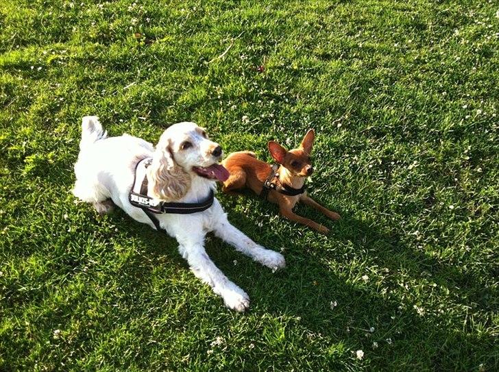 Dvaergpinscher /papillon - Cassiopeia - Peia og hendes veninde Freja :-) billede 16