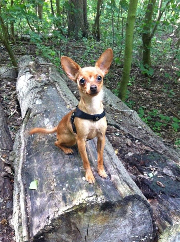 Dvaergpinscher /papillon - Cassiopeia - Hunde-skoven :-) billede 17