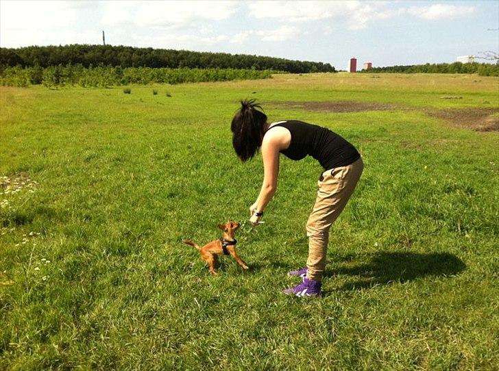 Dvaergpinscher /papillon - Cassiopeia - Fra hunde-skoven i Brøndby :-) billede 18