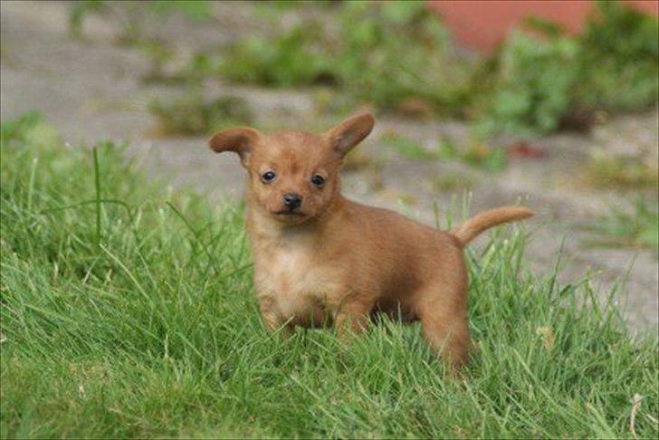 Dvaergpinscher /papillon - Cassiopeia - lille lort <3 billede 20