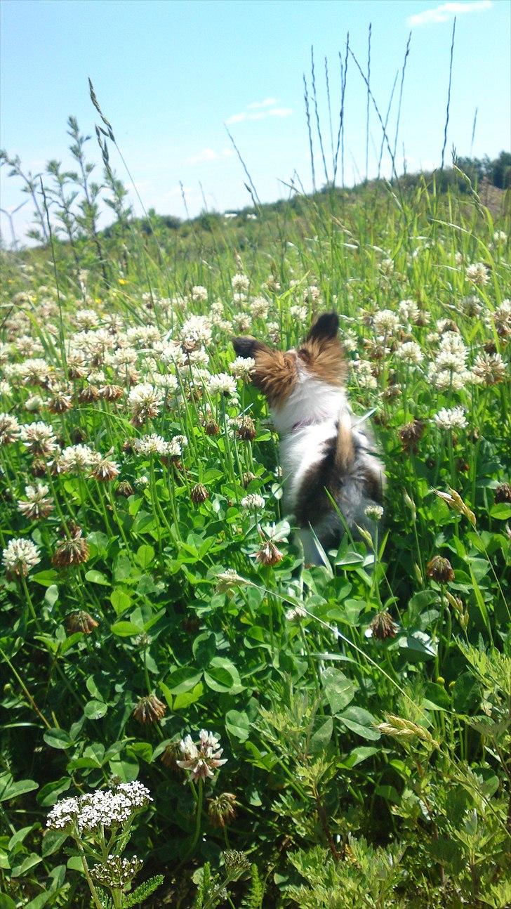 Papillon NA's Molly - Når enden er go' er alting godt 27/6-2011 billede 20