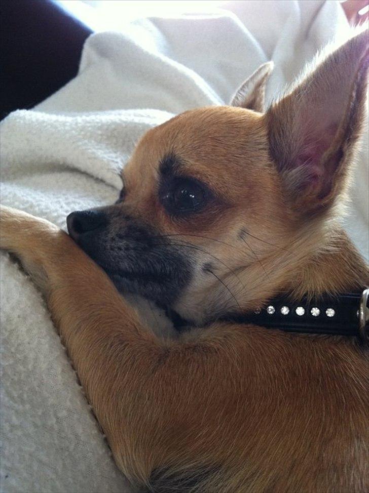 Chihuahua Bella - bella 1 år og 2 måneder billede 13
