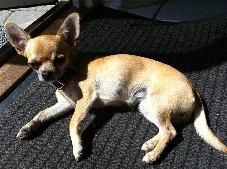 Chihuahua Bella billede 14