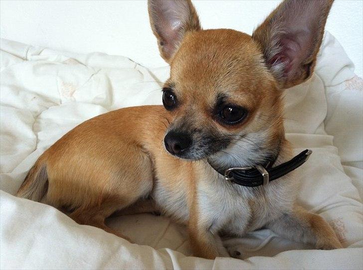 Chihuahua Bella billede 15