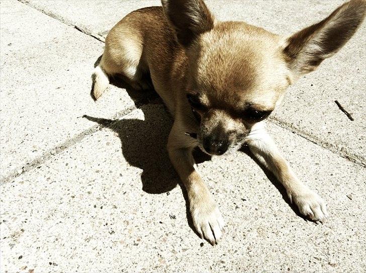 Chihuahua Bella billede 16