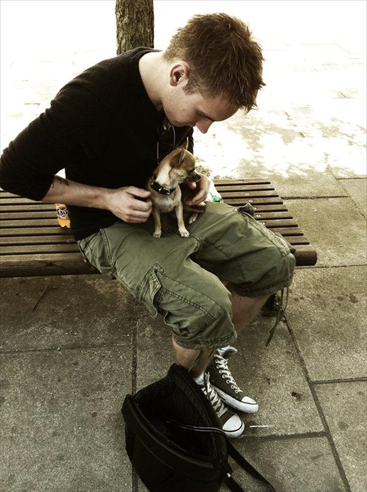 Chihuahua Bella - her kan man se hvor lille hun er i forhold til min søde kæreste ;)  billede 17