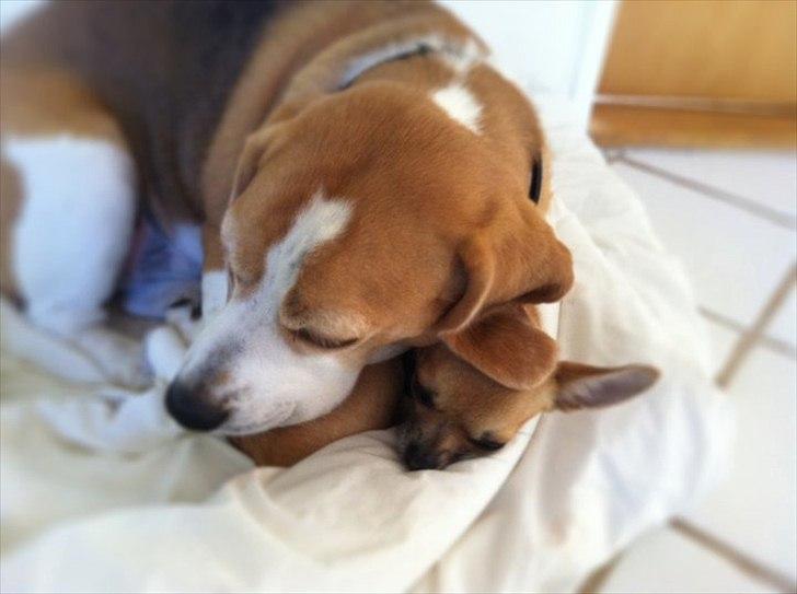 Chihuahua Bella - bella ELSKER at ligge og putte med mine forældres beagle freja billede 18