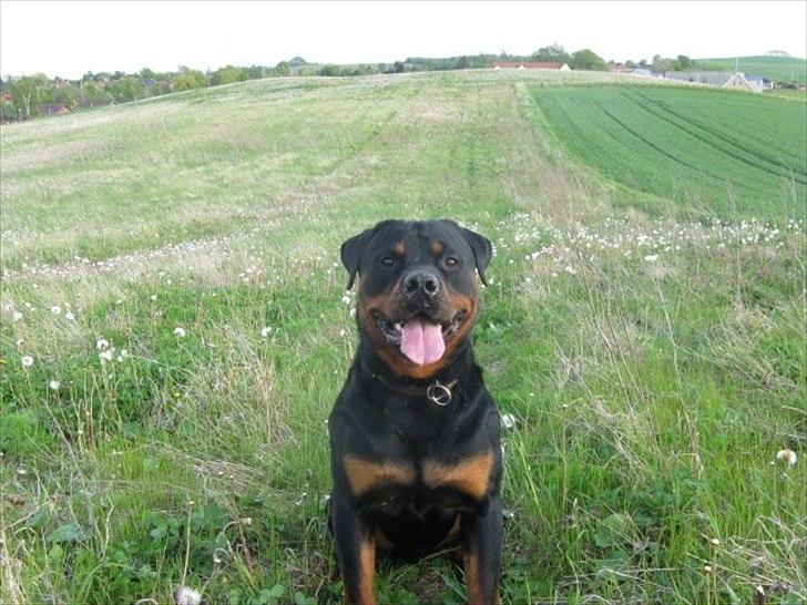Rottweiler chico  billede 4
