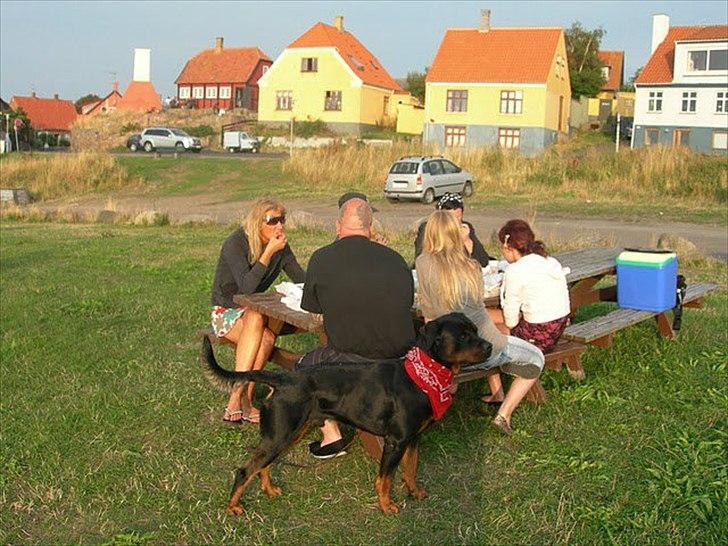 Rottweiler chico  billede 6