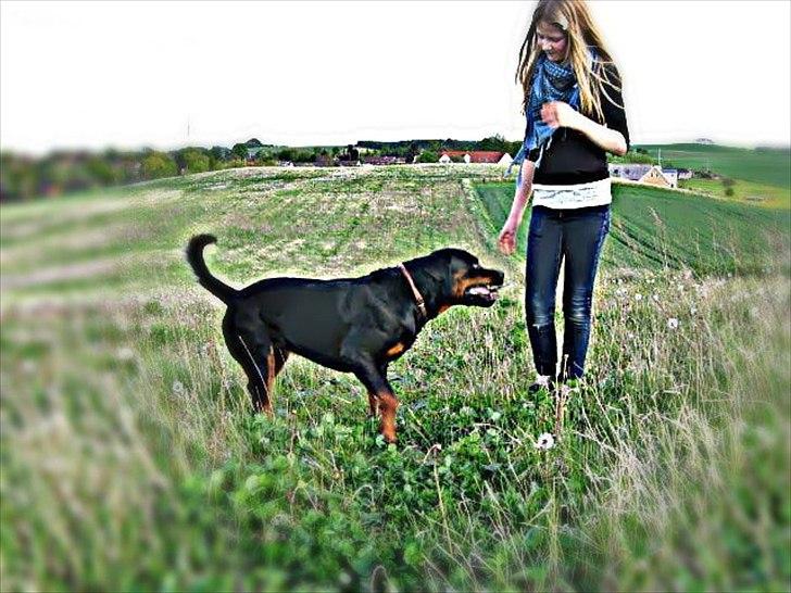 Rottweiler chico  billede 7