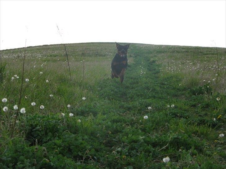 Rottweiler chico  billede 8