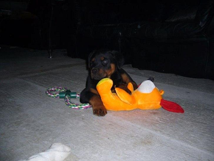 Rottweiler chico  billede 9