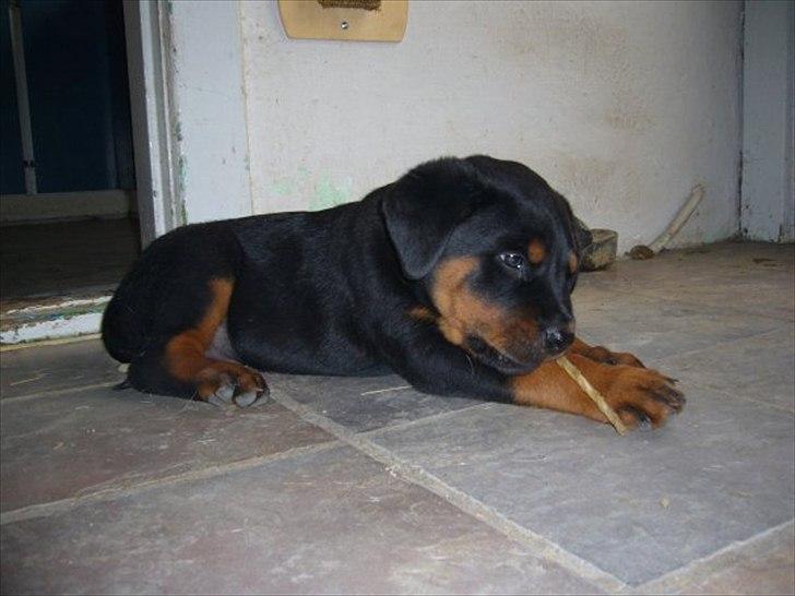 Rottweiler chico  billede 5