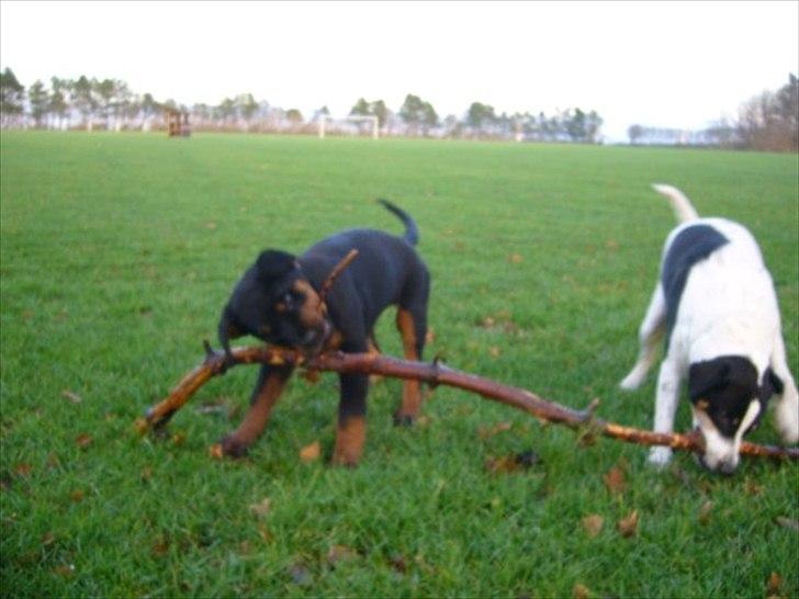 Rottweiler chico  billede 10