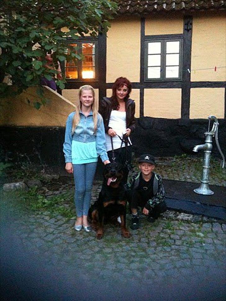 Rottweiler chico  billede 3