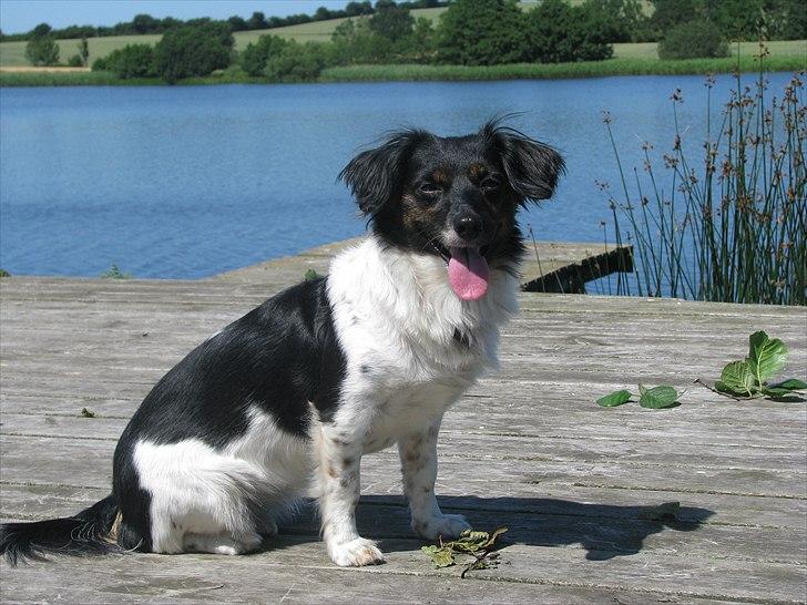 Blanding af racer Mathilde - vuf billede 3