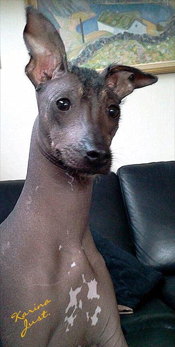 Peruviansk hårløs Lindoulainens Suri   "Beauty" billede 1