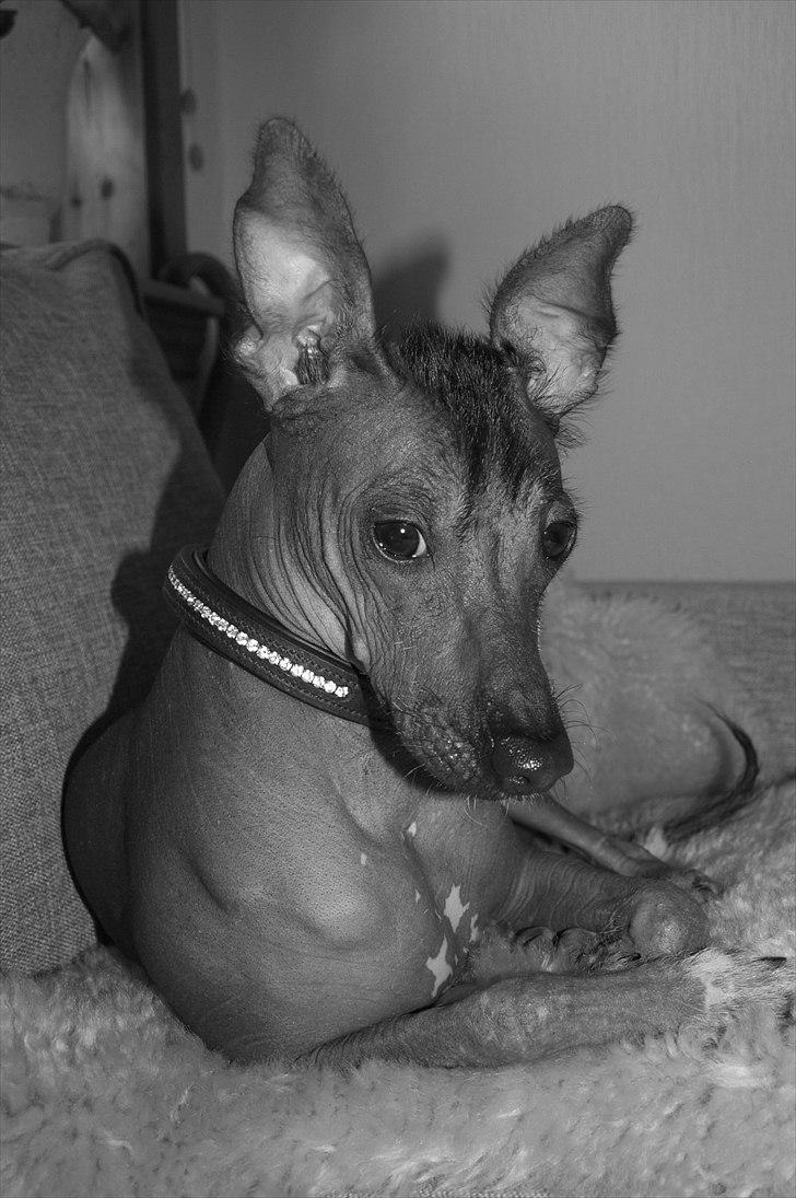 Peruviansk hårløs Lindoulainens Suri   "Beauty" billede 2