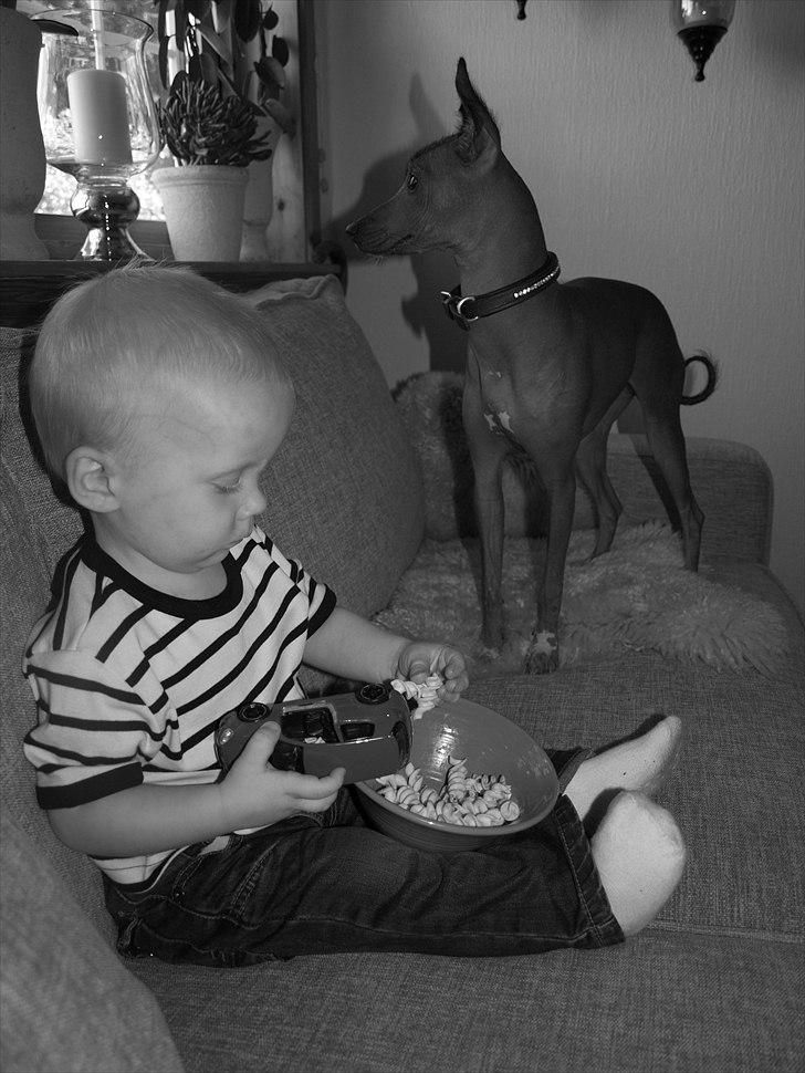 Peruviansk hårløs Lindoulainens Suri   "Beauty" billede 3