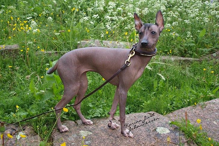 Peruviansk hårløs Lindoulainens Suri   "Beauty" billede 4