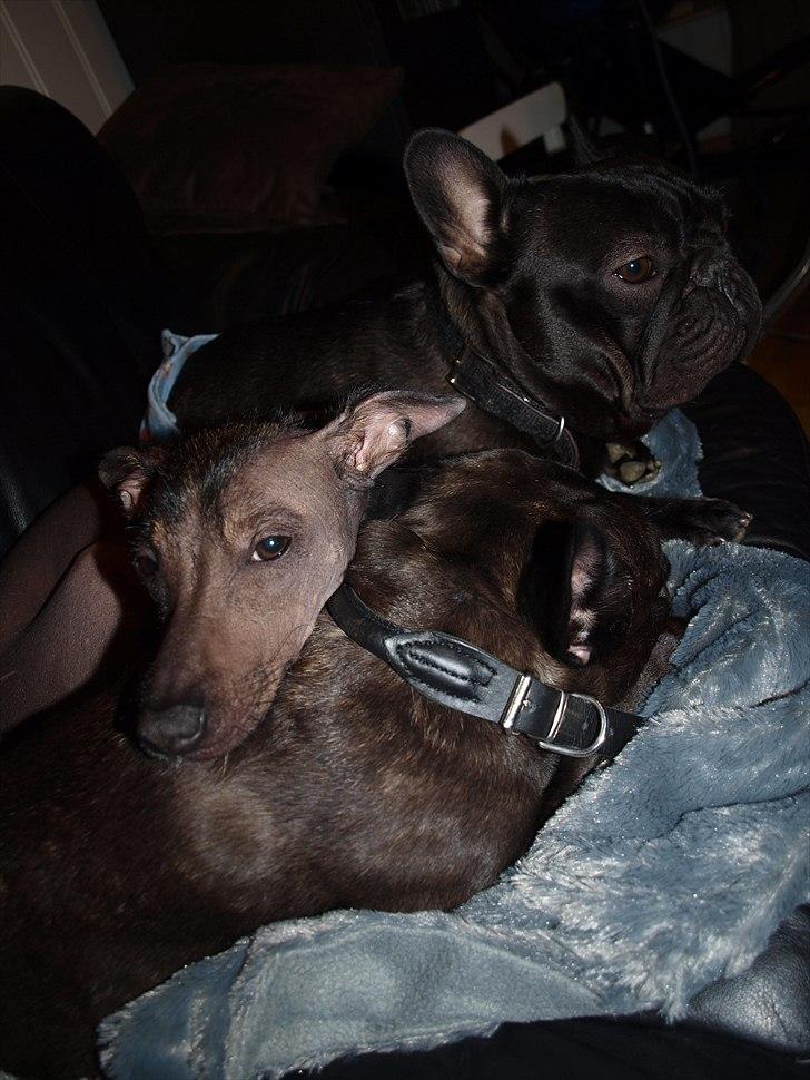 Peruviansk hårløs Lindoulainens Suri   "Beauty" billede 5